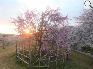さくら緑地　朝日の枝垂れ桜
